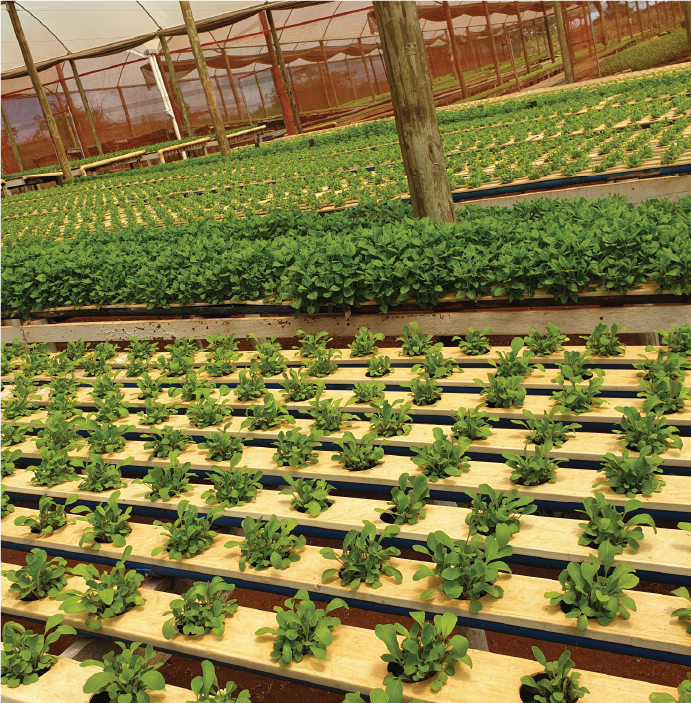 MBO AGRIVISION